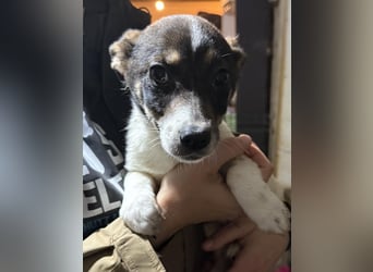 ADDI, sanfter kleiner Rüde, 3 Monate, 26 cm, Mischling, Tierschutz Rumänien