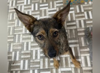 ⭐️ Alexa⭐️, liebevolles Hundekind, 10 Monate, 36 cm, Mischling, Tierschutz