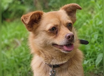 Lina Tierschutzhund sucht ein Zuhause