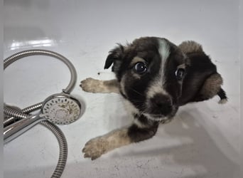 Welpenrüde 273745 sucht sein Körbchen