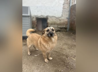 TONI, verschmustes Notfellchen, 3 Jahre, 29 cm, Mischling, Tierschutz Rumänien