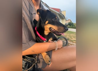 Cola -  kleine Schmusemaus sucht ihr Für-immer-Zuhause ❤️