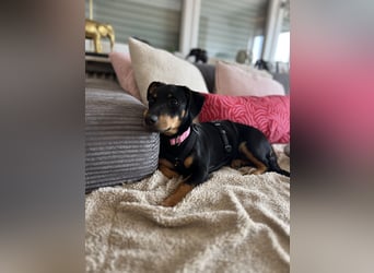 Cola -  kleine Schmusemaus sucht ihr Für-immer-Zuhause ❤️