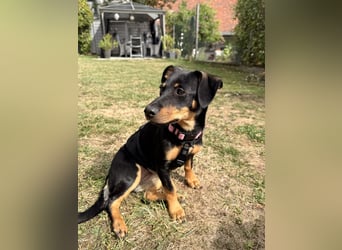 Cola -  kleine Schmusemaus sucht ihr Für-immer-Zuhause ❤️