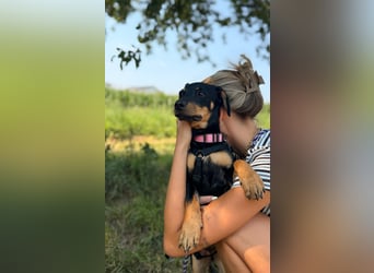 Cola -  kleine Schmusemaus sucht ihr Für-immer-Zuhause ❤️