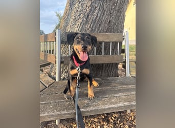 Cola -  kleine Schmusemaus sucht ihr Für-immer-Zuhause ❤️