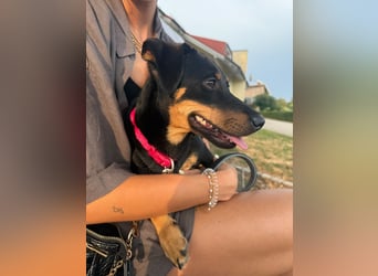 Cola -  kleine Schmusemaus sucht ihr Für-immer-Zuhause ❤️