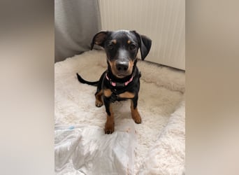 Cola -  kleine Schmusemaus sucht ihr Für-immer-Zuhause ❤️