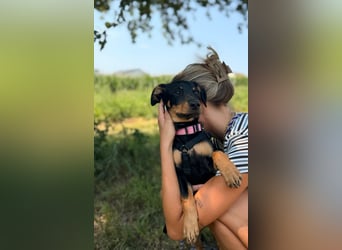 Cola -  kleine Schmusemaus sucht ihr Für-immer-Zuhause ❤️