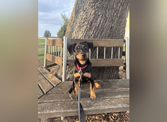 Cola -  kleine Schmusemaus sucht ihr Für-immer-Zuhause ❤️