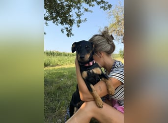 Cola -  kleine Schmusemaus sucht ihr Für-immer-Zuhause ❤️