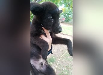 Paris - Mini-Hund mit Riesen-Herz