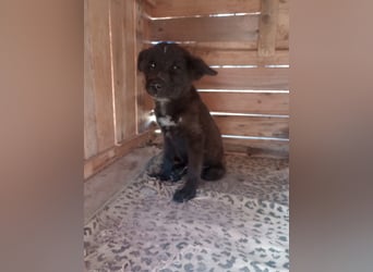 Paris - Mini-Hund mit Riesen-Herz