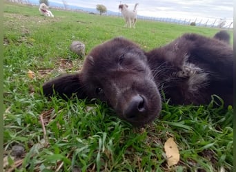 Paris - Mini-Hund mit Riesen-Herz