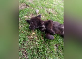 Paris - Mini-Hund mit Riesen-Herz