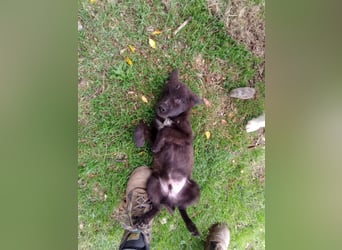 Paris - Mini-Hund mit Riesen-Herz