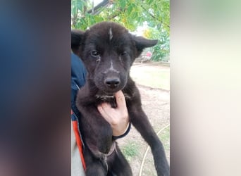 Paris - Mini-Hund mit Riesen-Herz