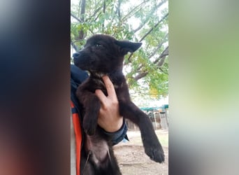 Paris - Mini-Hund mit Riesen-Herz