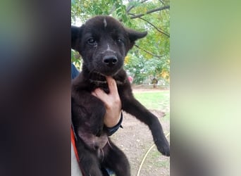 Paris - Mini-Hund mit Riesen-Herz