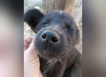 Paris - Mini-Hund mit Riesen-Herz