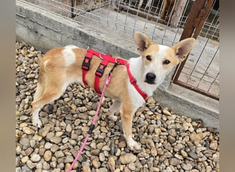 NICO - oder das langsame Sterben der Hoffnung...