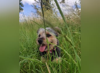 NOTFALL‼️  LOTTI braucht DRINGEND ein neues Zuhause