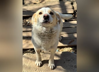 BLONDIE - Zuhause gesucht...