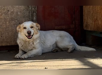 BLONDIE - Zuhause gesucht...