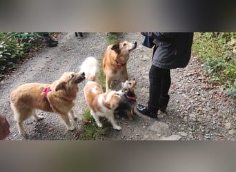 NOTFALL‼️  LOTTI braucht DRINGEND ein neues Zuhause