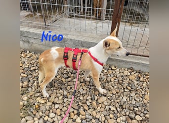 NICO - oder das langsame Sterben der Hoffnung...