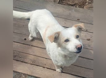 BLONDIE - Zuhause gesucht...