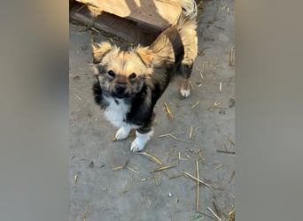 JOEY und JIMMY - 2 Brüder suchen ihre Menschen