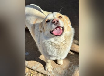 BLONDIE - Zuhause gesucht...