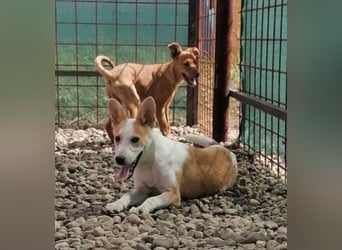 NICO - oder das langsame Sterben der Hoffnung...