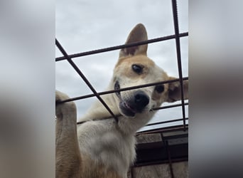 NICO - oder das langsame Sterben der Hoffnung...