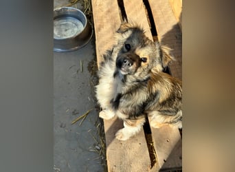 JOEY und JIMMY - 2 Brüder suchen ihre Menschen