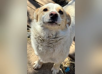 BLONDIE - Zuhause gesucht...