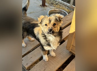 JOEY und JIMMY - 2 Brüder suchen ihre Menschen