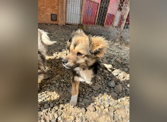 JOEY und JIMMY - 2 Brüder suchen ihre Menschen