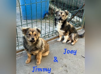 JOEY und JIMMY - 2 Brüder suchen ihre Menschen