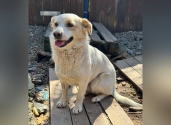 BLONDIE - Zuhause gesucht...