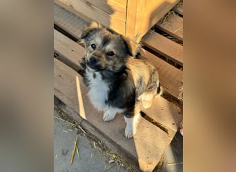 JOEY und JIMMY - 2 Brüder suchen ihre Menschen