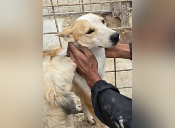 NICO - oder das langsame Sterben der Hoffnung...