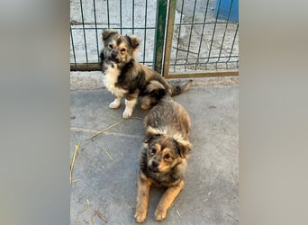 JOEY und JIMMY - 2 Brüder suchen ihre Menschen