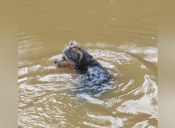 NOTFALL‼️  LOTTI braucht DRINGEND ein neues Zuhause