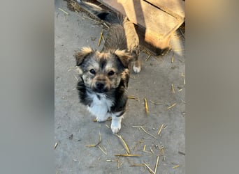 JOEY und JIMMY - 2 Brüder suchen ihre Menschen