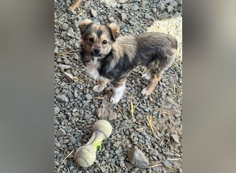 JOEY und JIMMY - 2 Brüder suchen ihre Menschen