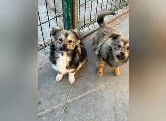 JOEY und JIMMY - 2 Brüder suchen ihre Menschen