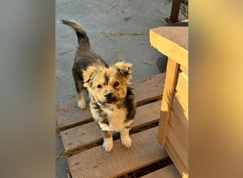 JOEY und JIMMY - 2 Brüder suchen ihre Menschen