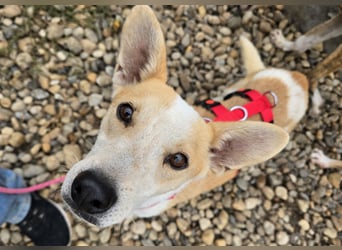 NICO - oder das langsame Sterben der Hoffnung...